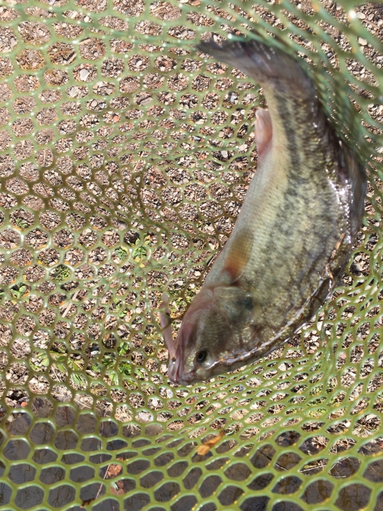 f:id:ganesakun:20180226231448j:plain