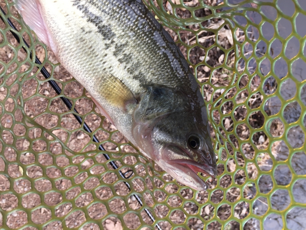 f:id:ganesakun:20180226231552j:plain