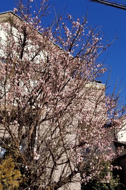 f:id:gankin:20190202220903j:image f:id:gankin:20190202220903j:image