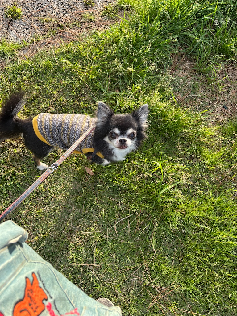 f:id:ganmo-z:20260519100149j:image