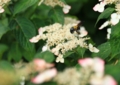 紫陽花の蜜おいしいかな　三室戸寺