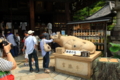 こわごわのお祈り　三室戸寺