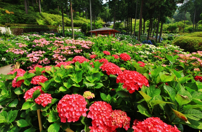 満開の紫陽花　三室戸寺
