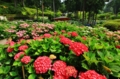 満開の紫陽花　三室戸寺