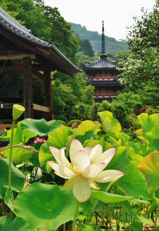 ハスと阿弥陀堂の三重塔　三室戸寺