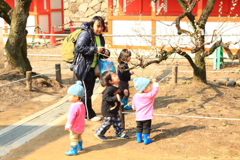 北野天満宮　梅の実成るかな