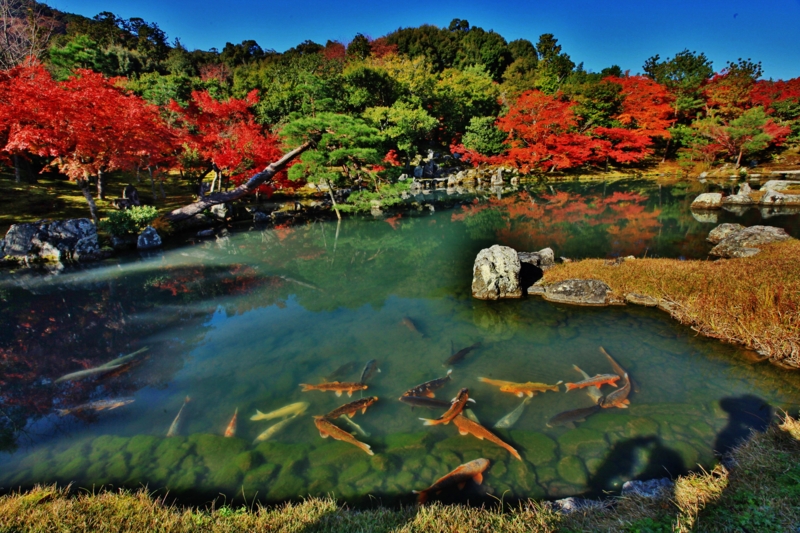 天龍寺の秋