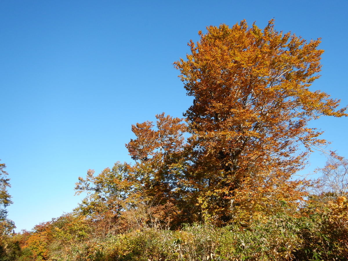 f:id:gansudegansu:20201108175650j:plain f:id:gansudegansu:20201108175650j:plain