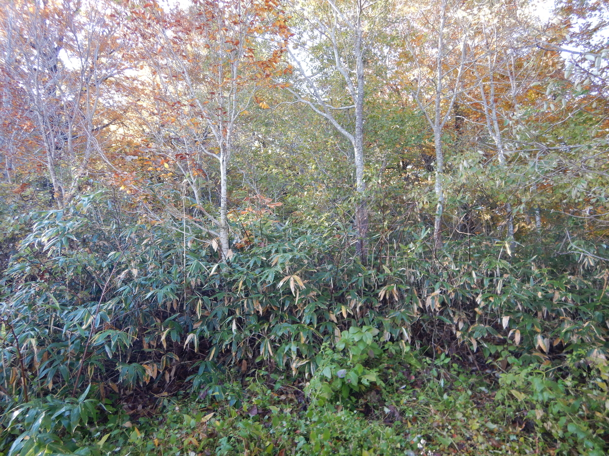 f:id:gansudegansu:20201108175736j:plain f:id:gansudegansu:20201108175736j:plain