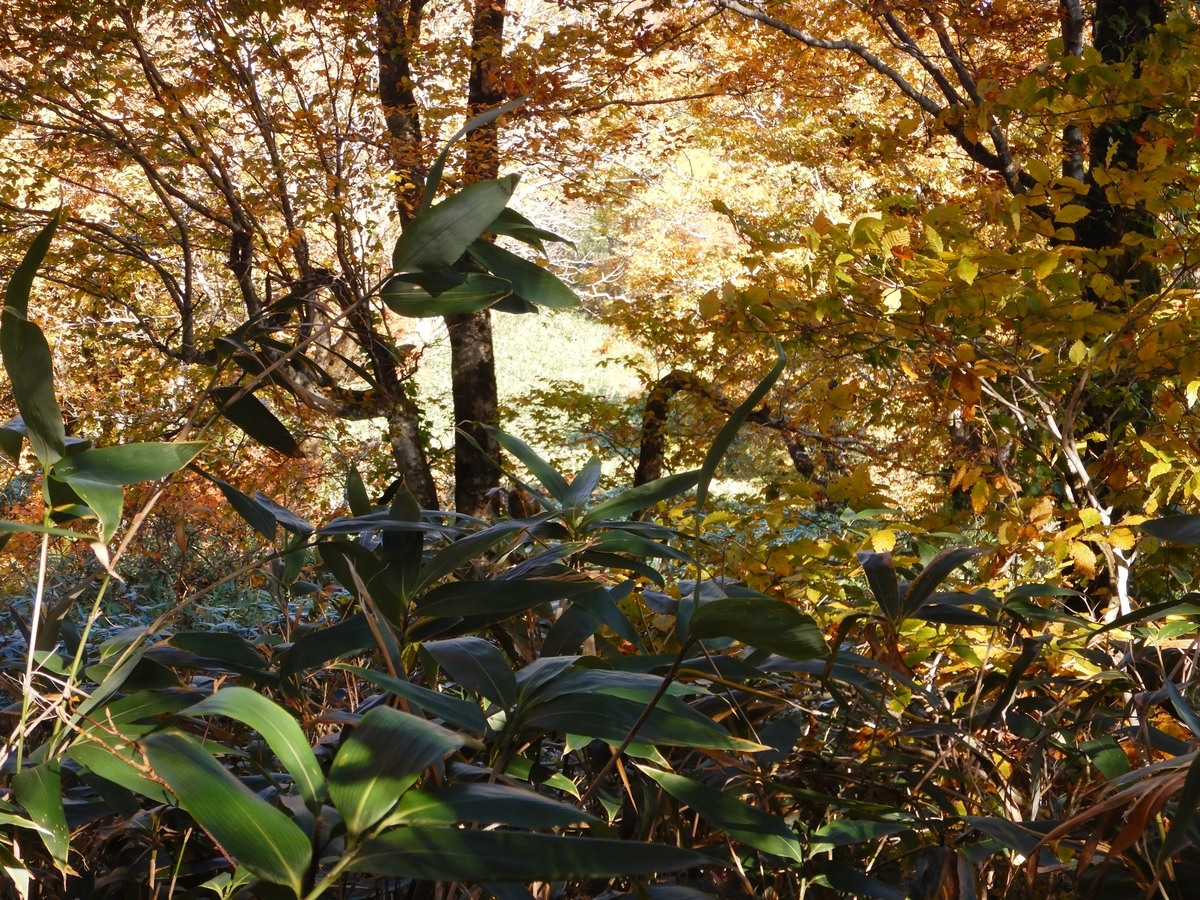 f:id:gansudegansu:20201108181205j:plain f:id:gansudegansu:20201108181205j:plain