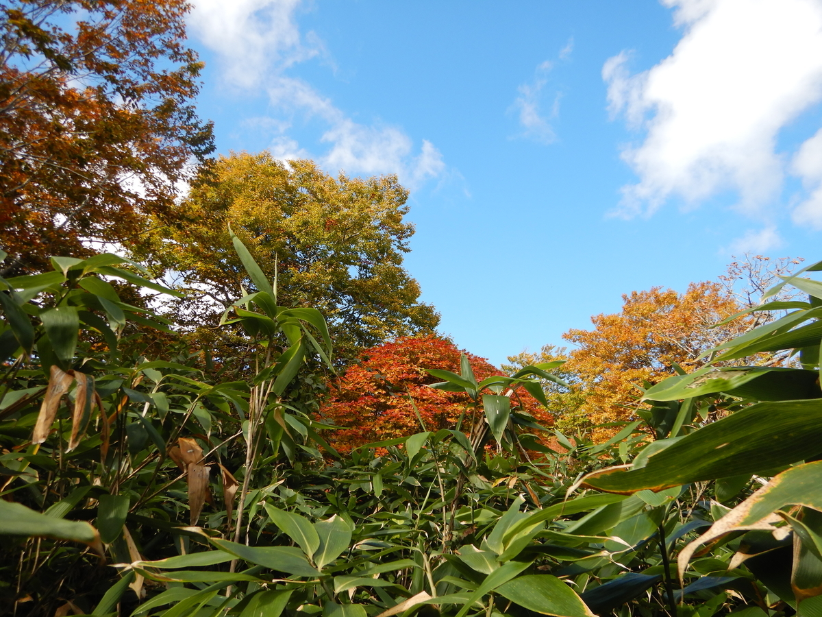f:id:gansudegansu:20201108181607j:plain f:id:gansudegansu:20201108181607j:plain