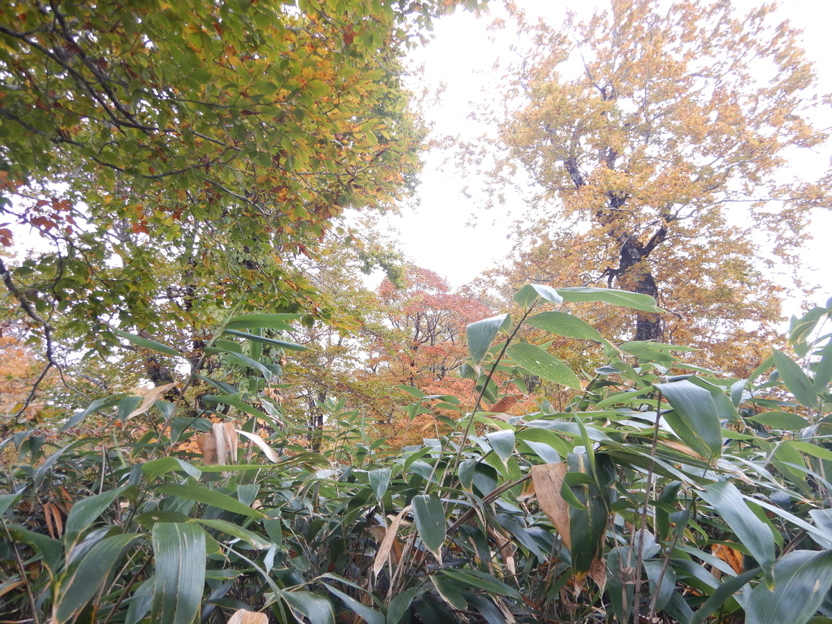 f:id:gansudegansu:20201108181645j:plain f:id:gansudegansu:20201108181645j:plain