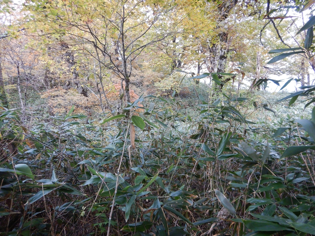f:id:gansudegansu:20201108181806j:plain f:id:gansudegansu:20201108181806j:plain