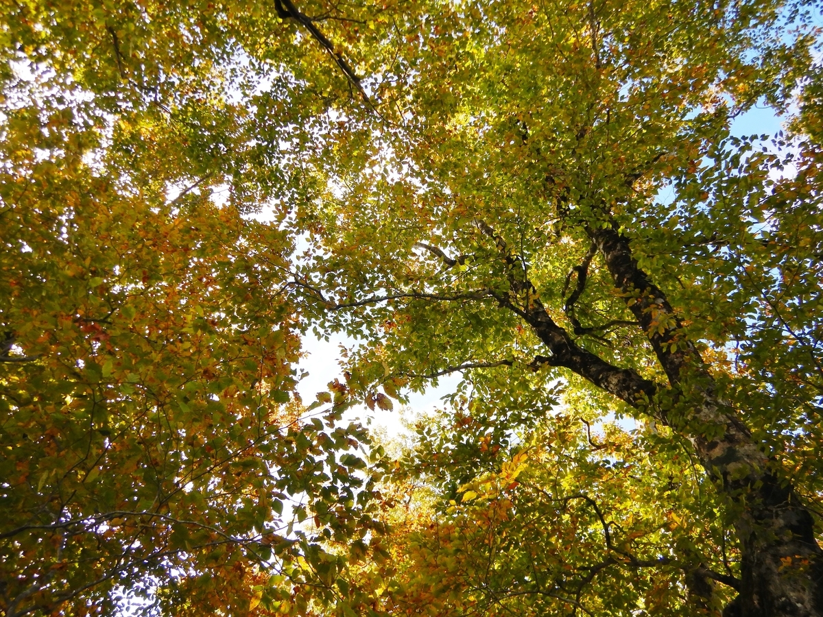 f:id:gansudegansu:20201108182214j:plain f:id:gansudegansu:20201108182214j:plain