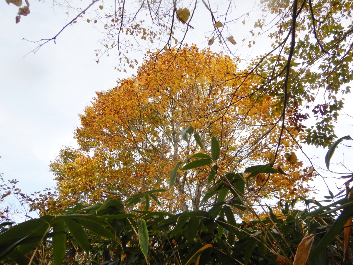 f:id:gansudegansu:20201108182331j:plain f:id:gansudegansu:20201108182331j:plain