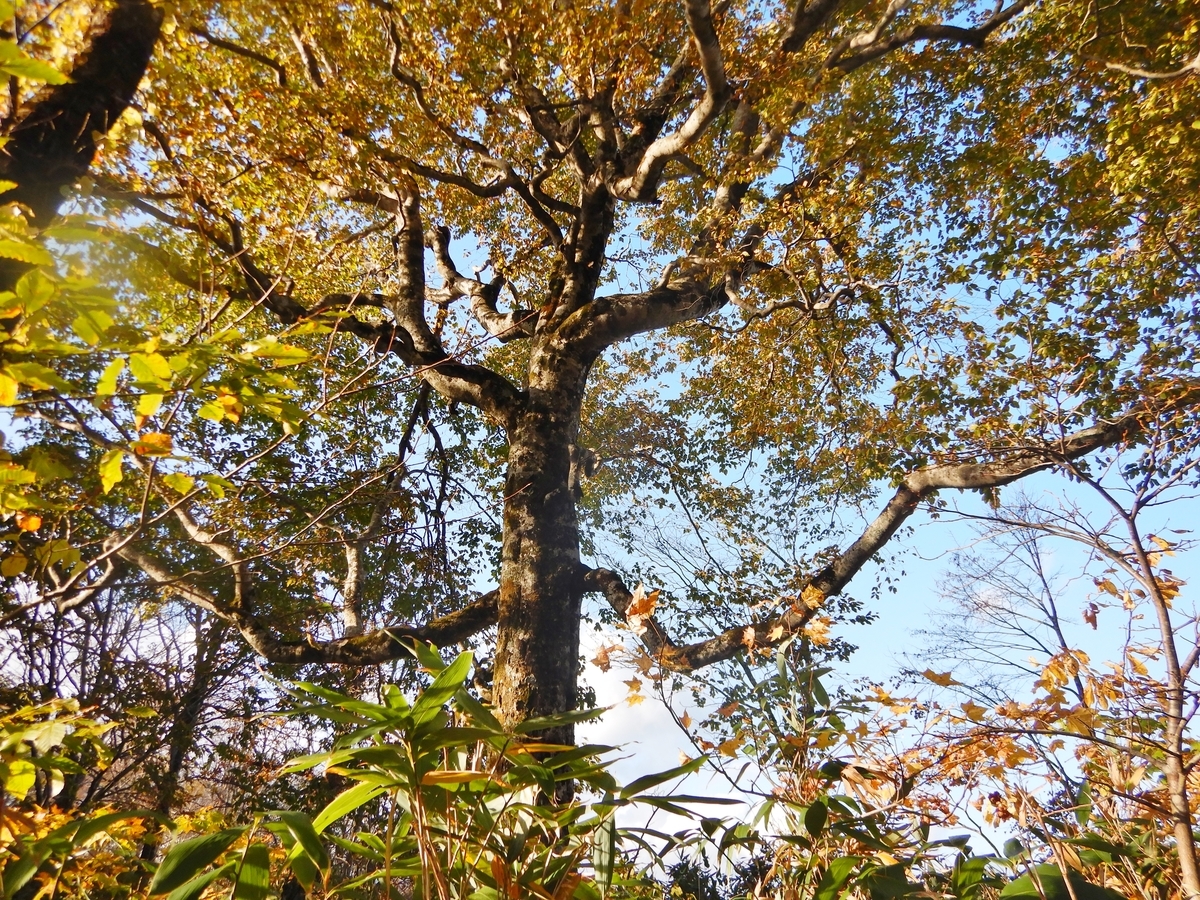 f:id:gansudegansu:20201108183952j:plain f:id:gansudegansu:20201108183952j:plain