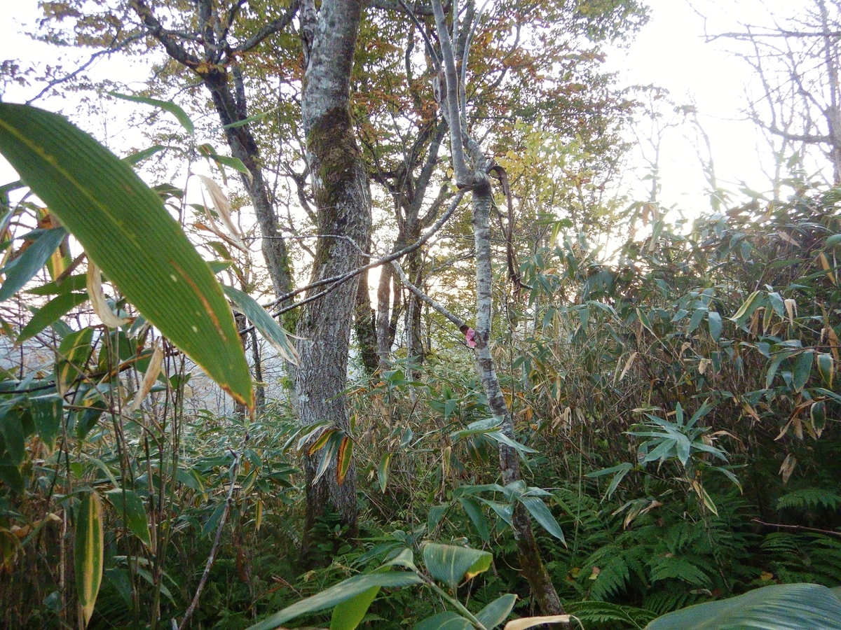 f:id:gansudegansu:20201108184307j:plain f:id:gansudegansu:20201108184307j:plain