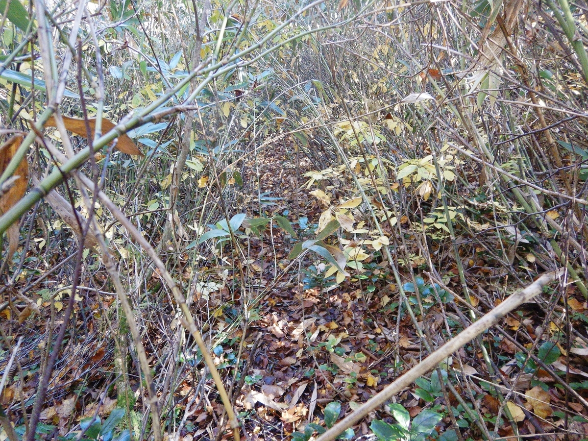 f:id:gansudegansu:20201108184819j:plain f:id:gansudegansu:20201108184819j:plain