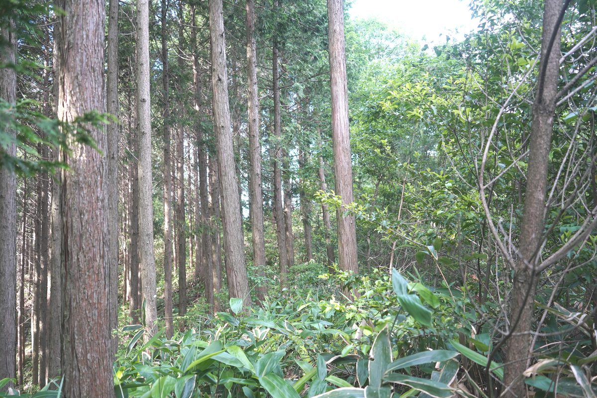 f:id:gansudegansu:20210626142706j:plain
