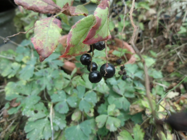 イメージ 5