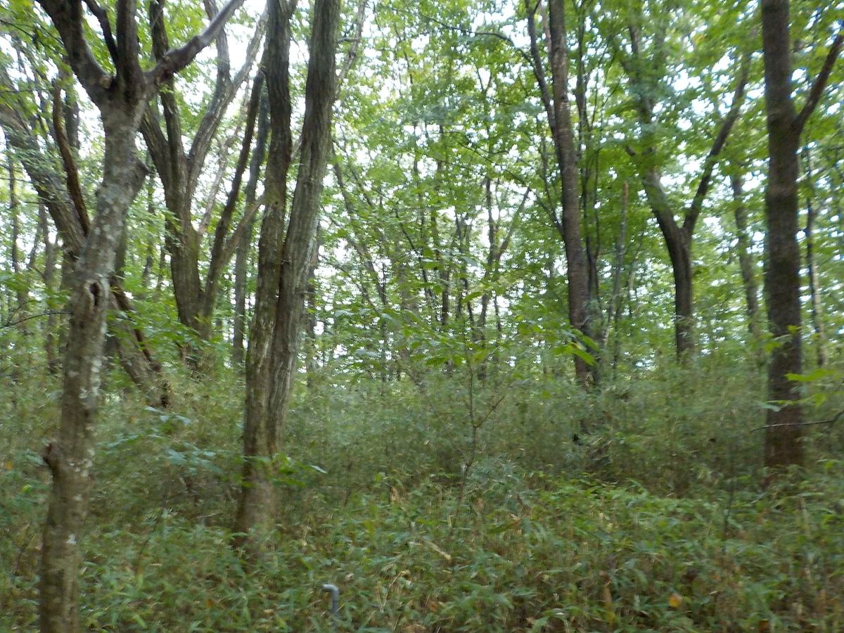 f:id:gantyan37:20200923105750j:plain f:id:gantyan37:20200923105750j:plain
