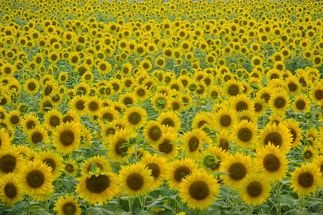 f:id:gaou2:20180813175106j:plain