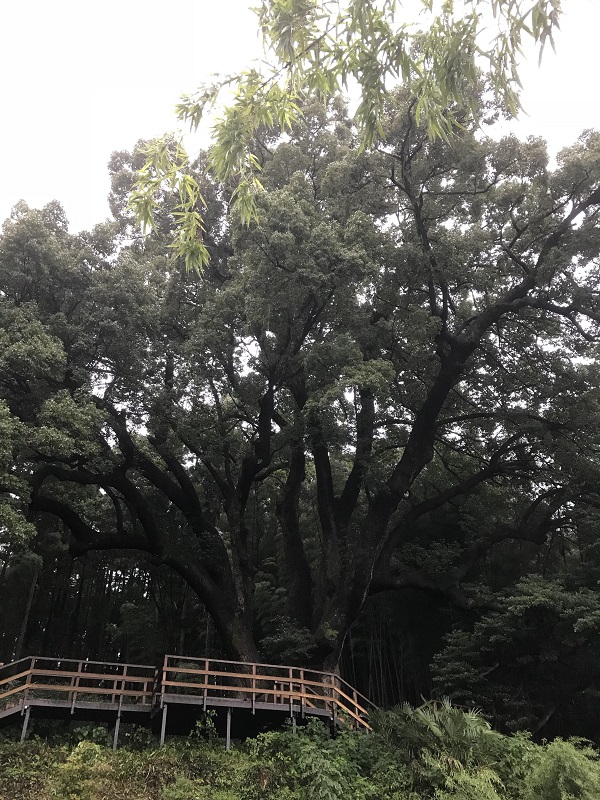 f:id:gaou2:20180927005831j:plain