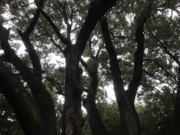 f:id:gaou2:20180927011942j:plain