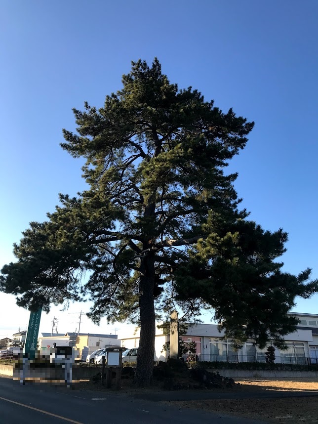 義貞駒つなぎの松