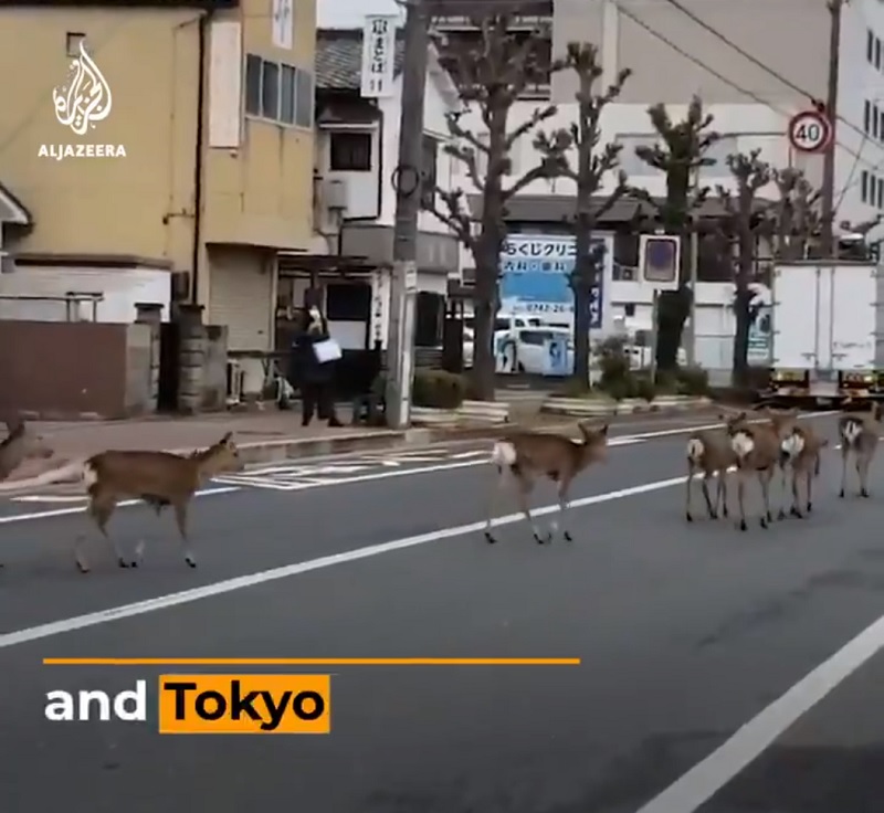 アルジャジーラ　コロナウイルス　ロックダウン