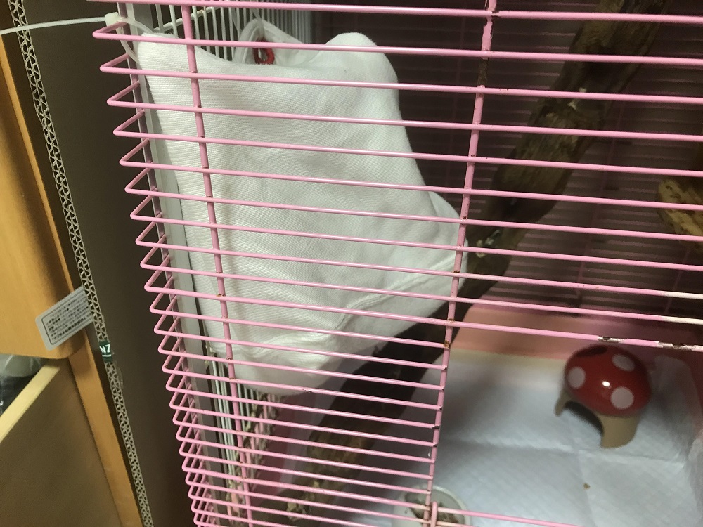 フクロモモンガ