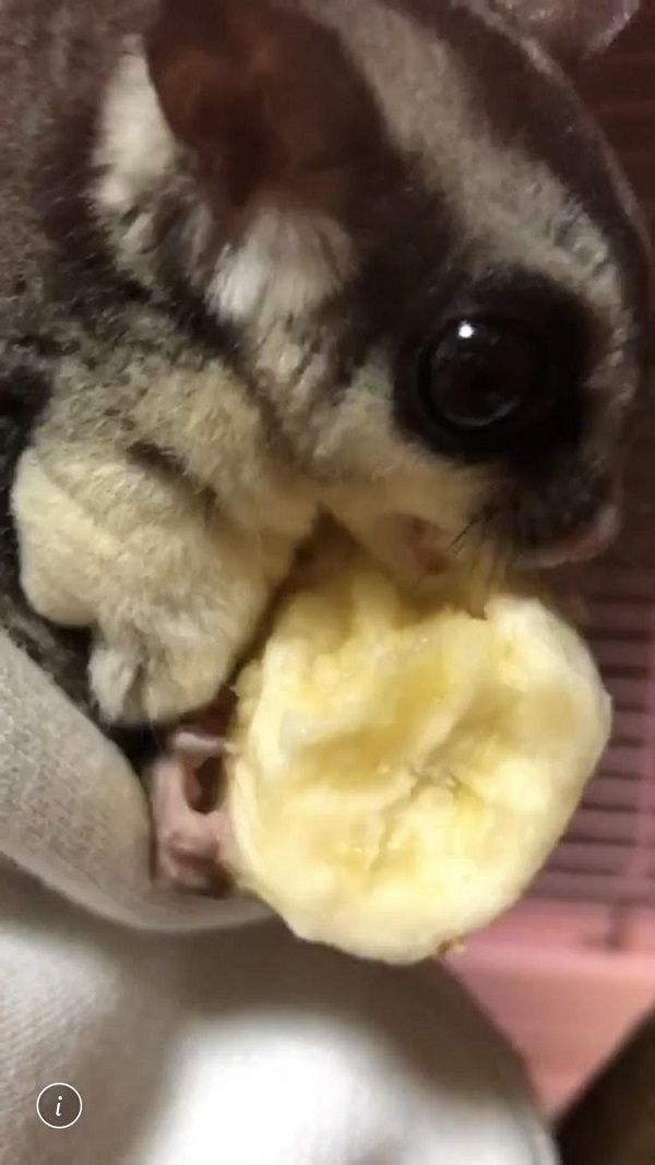 フクロモモンガ