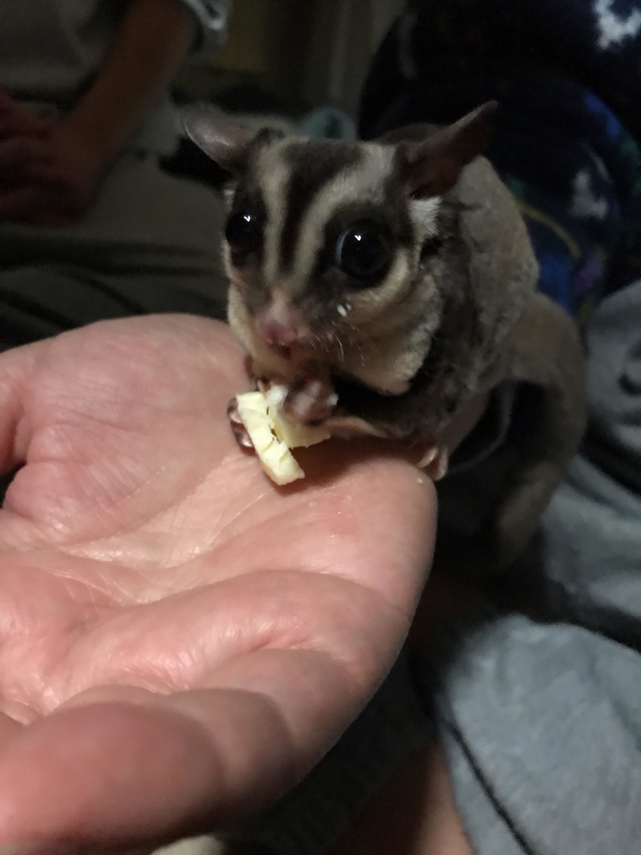 フクロモモンガ