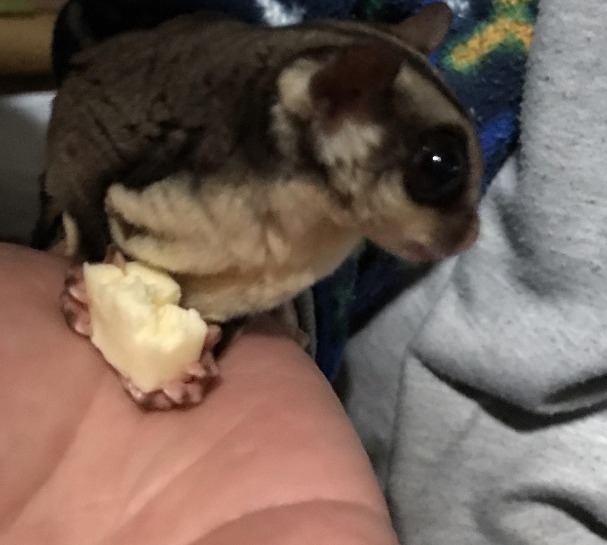 フクロモモンガ