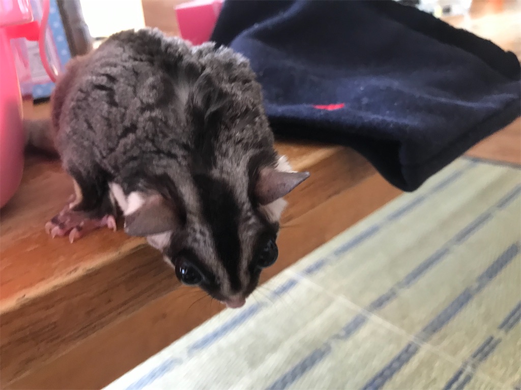 f:id:gaou2:20220824140948j:image f:id:gaou2:20220824140948j:image