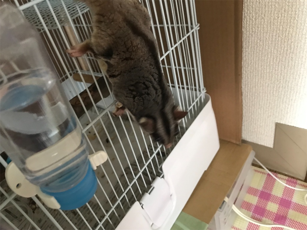 f:id:gaou2:20220824141009j:image f:id:gaou2:20220824141009j:image