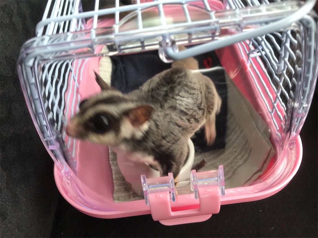 f:id:gaou2:20220824141017j:image f:id:gaou2:20220824141017j:image