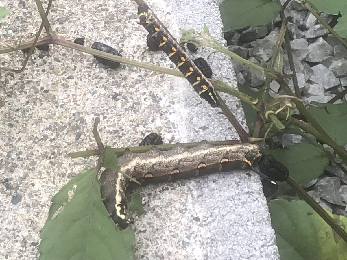 ドクダミ　セスジスズメ