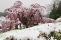 三春の瀧桜