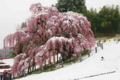 三春の瀧桜