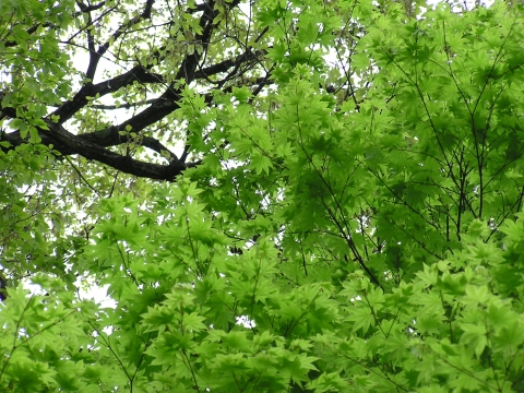 f:id:garadanikki:20030504124216j:plain