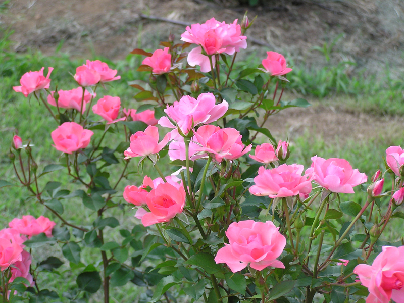 f:id:garadanikki:20030703160243j:plain
