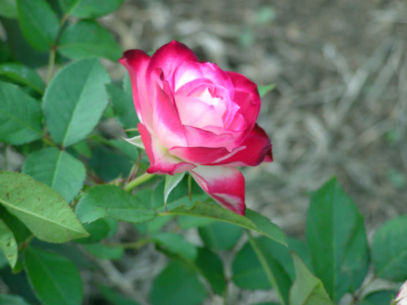 f:id:garadanikki:20030703160447j:plain