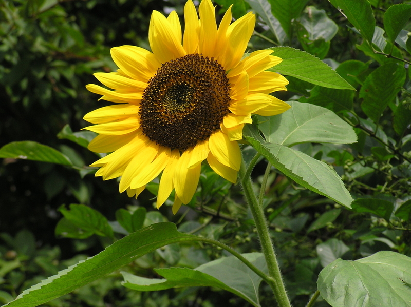 f:id:garadanikki:20050821124434j:plain