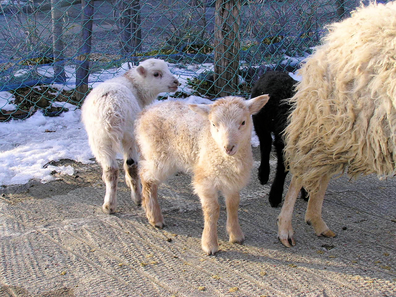 f:id:garadanikki:20070101145702j:plain