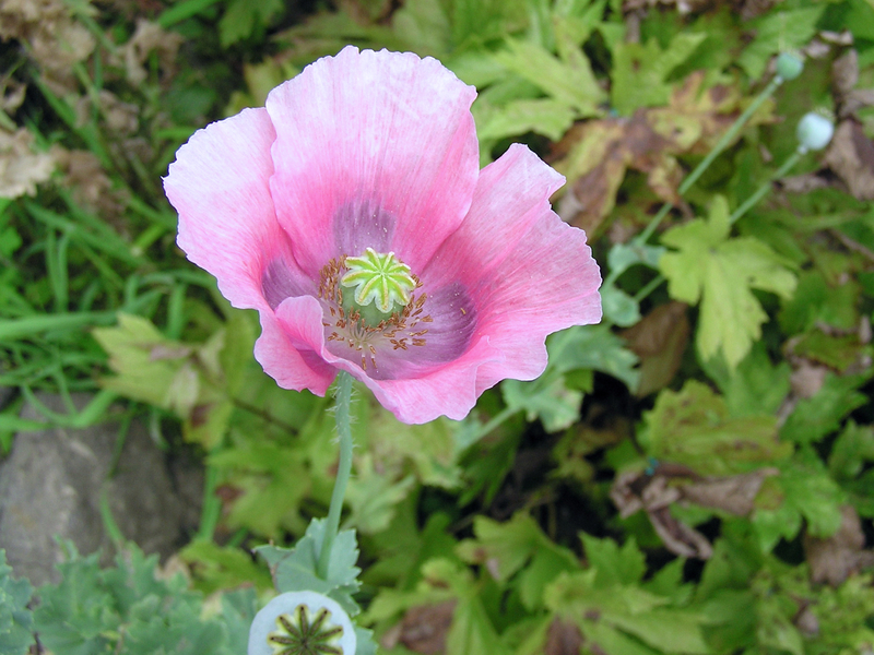 f:id:garadanikki:20070816134052j:plain
