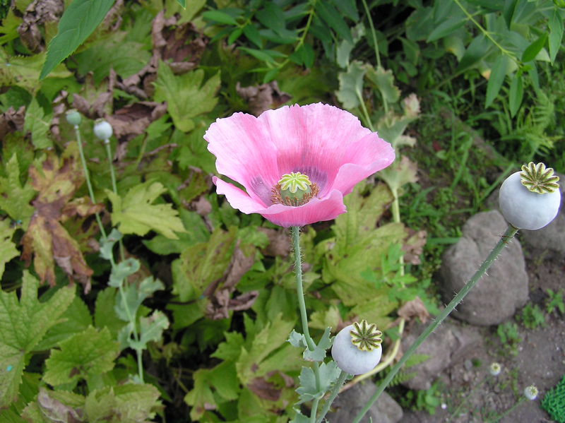 f:id:garadanikki:20070816134103j:plain