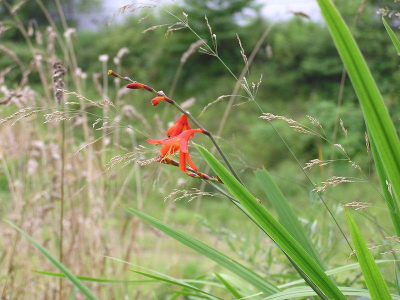 f:id:garadanikki:20070816134544j:plain
