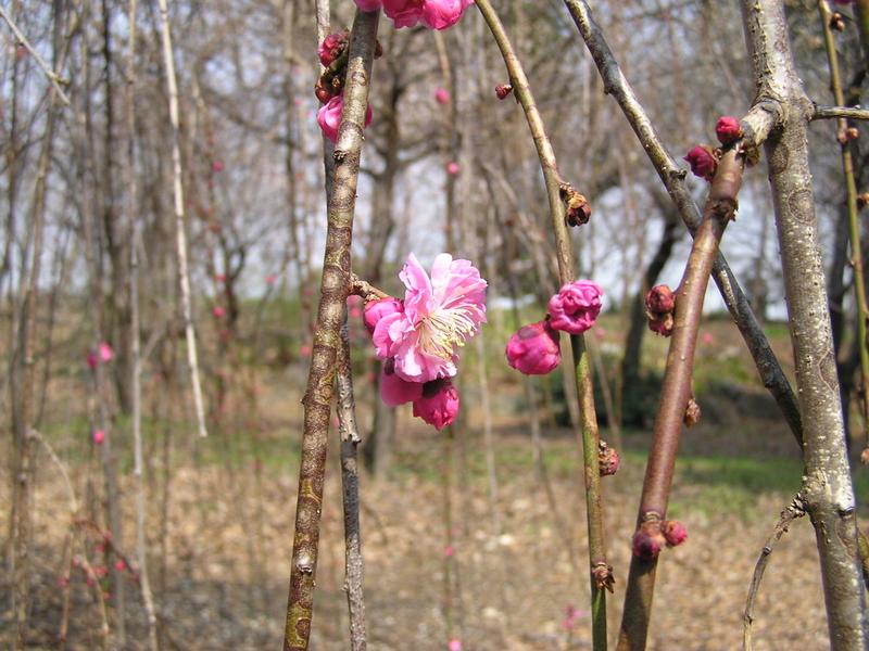 f:id:garadanikki:20080313110409j:plain