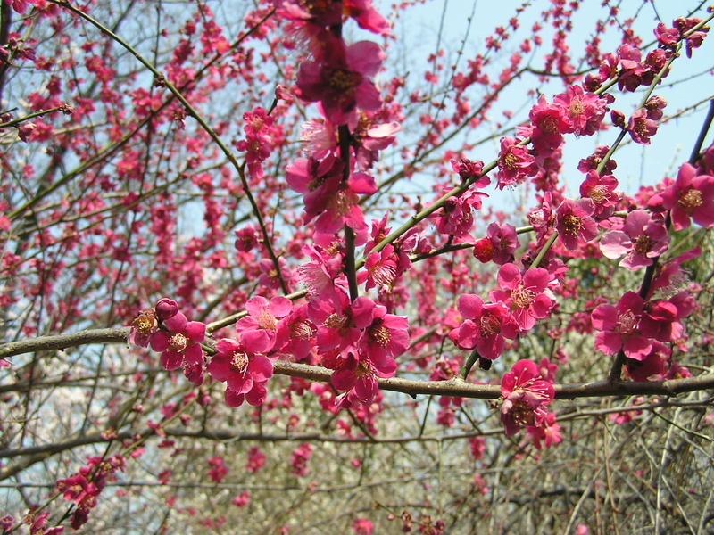 f:id:garadanikki:20080313110425j:plain